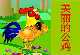 美丽的公鸡